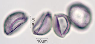 Date Palm Pollen