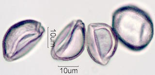 Date Palm Pollen