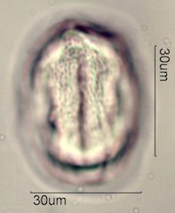 Datura Pollen