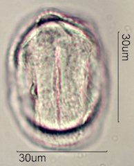 Datura Pollen