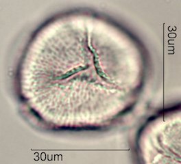 Datura Pollen