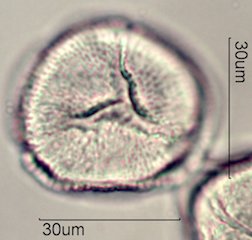 Datura Pollen