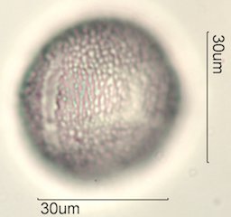 Datura Pollen