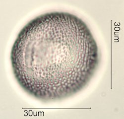 Datura Pollen