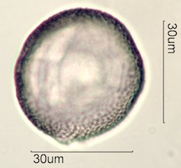 Datura Pollen