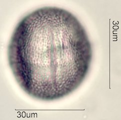 Datura Pollen