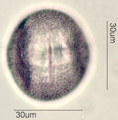 Datura Pollen