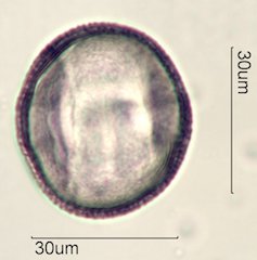 Datura Pollen