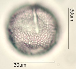 Datura Pollen