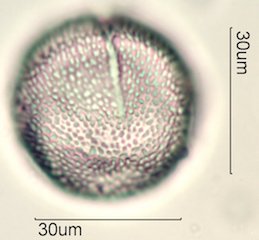 Datura Pollen