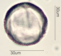 Datura Pollen