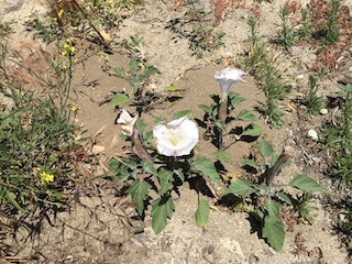 Datura