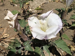 Datura
