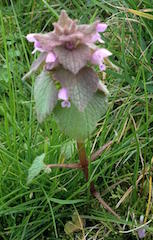 Purple deadnettle (Lamium purpureum)
