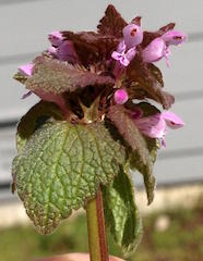 Purple deadnettle (Lamium purpureum)