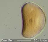Deer Fern Spore