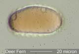 Deer Fern Spore Under the Microscope
