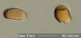 Deer Fern Spores Under the Microscope