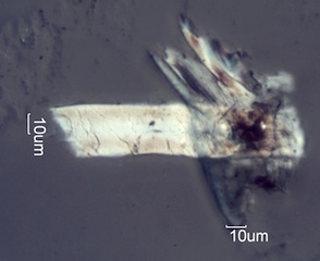 Degraded Paper Fiber