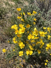 Dendromecon r