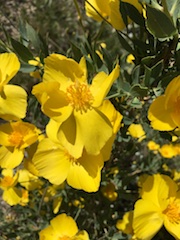 Dendromecon r