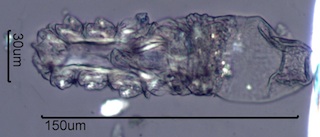 Demodex brevis