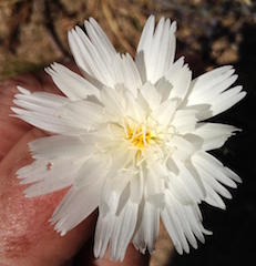 Desert Chicory