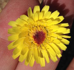 Desert Dandelion