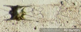 Diatom, Biddulphia longicruris