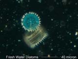 Diatom
