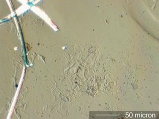 Diatomaceous Earth