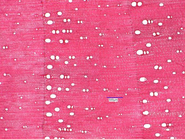 Diospyros virginiana, Cross-Section