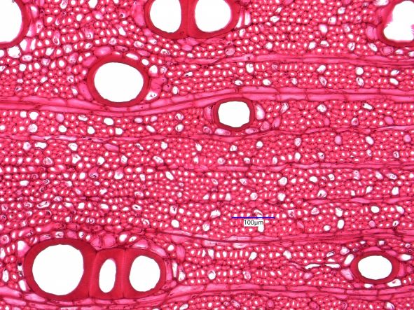 Diospyros virginiana, Cross-Section