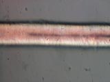 Dog43 400X1 Scale