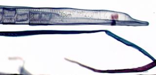 Cornus florida Fiber