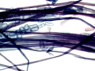 Cornus florida Fiber