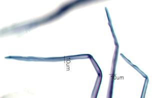 Cornus florida Fiber