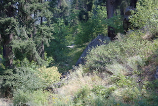 Washington Forestfire Fuel