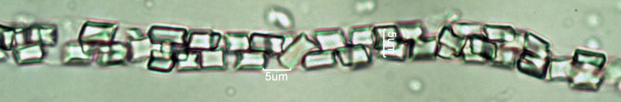 Douglas Fir Needle CaOx