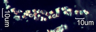 Calcium Oxalate Phytoliths