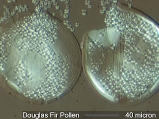 Pollen