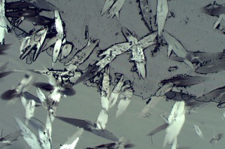 Efflorescence