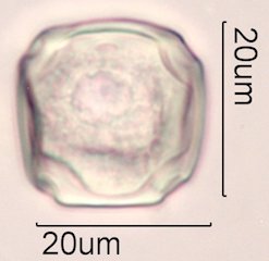 Elm (Ulmus sp.) Pollen