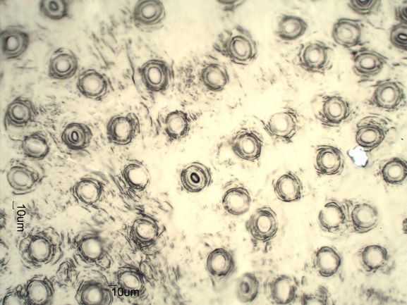 Stomata Under The Microscope