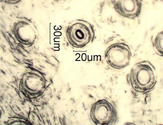 Stomata Under The Microscope