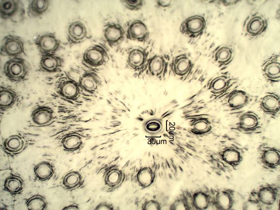 Stomata Under The Microscope