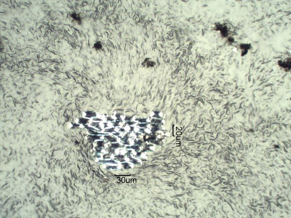 Stomata Under The Microscope