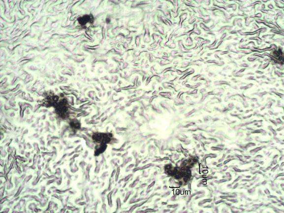 Stomata Under The Microscope