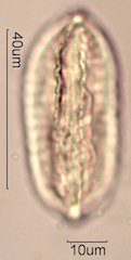 Ephedra Pollen