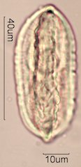 Ephedra Pollen